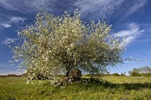 Images Dated 14th May 2012: St Lucie Cherry Tree