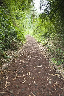 Images Dated 13th July 2011: St. Vincent and the Grenadines. Hiking trail
