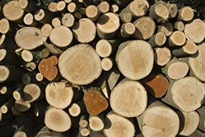 Plant Textures Collection: Stack of freshly cut ash logs Cotswolds UK