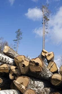 Betula Gallery: Stacked Birch Logs - left on a logging site for