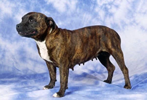 Images Dated 31st July 2007: Staffordshire Bull Terrier Dog