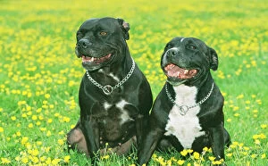 Smiling Gallery: Staffordshire Bull Terrier DOGS - two sitting in buttercup field