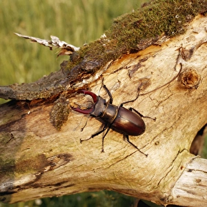 Images Dated 1st February 2005: Stag Beetle
