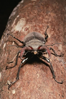 Images Dated 1st February 2005: Stag Beetle