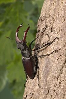 Stag beetle on bark