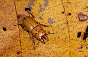 Images Dated 1st February 2005: Stag Beetle Borneo, Malaya to Phillippines. Fm:Lucanidae