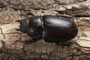 Images Dated 4th July 2005: Stag beetle - Female