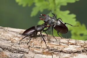 Images Dated 2nd May 2007: Stag Beetle - Fight between two males on an oak tree