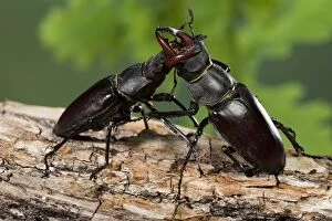 Stag Beetle - Fight between two males on an oak tree