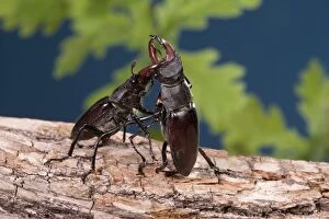 Images Dated 2nd May 2007: Stag Beetle - Fight between two males on an oak tree