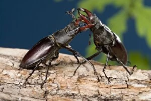 Images Dated 2nd May 2007: Stag beetle - Fight between two males on an oak tree