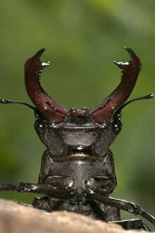 Images Dated 21st March 2005: Stag beetle - Head and horns Europe