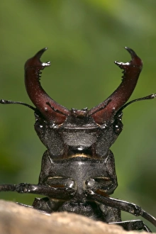Images Dated 21st March 2005: Stag beetle - Head and horns Europe