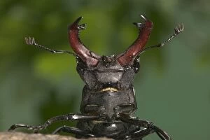 Images Dated 21st March 2005: Stag beetle - Head and horns Europe