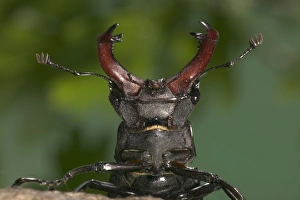 Images Dated 21st March 2005: Stag beetle - Head and horns Europe