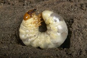 Images Dated 9th May 2005: Stag beetle - Larva