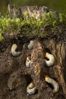 Stag beetle - Larvas in dead wood