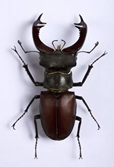 Images Dated 16th December 2008: Stag Beetle - Male - Dried specimen