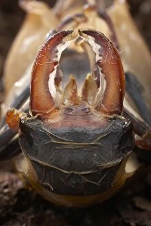 Images Dated 11th September 2005: Stag beetle - The male just before it lefts its