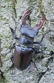 Images Dated 23rd February 2009: Stag Beetle - Male - The Netherlands, Overijssel