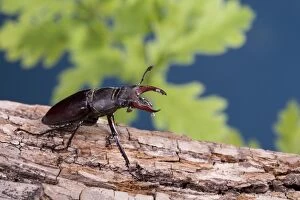 Stag Beetle - Male on an oak tree
