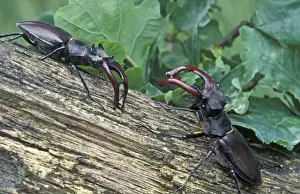 Stag Beetle - Two males defending their territory - The Netherlands, Drenthe
