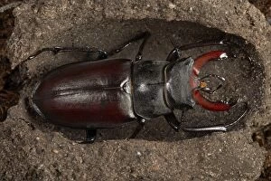 Stag beetle - Nymphosis - Male in its wooden and soil cocoon