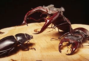 STAG BEETLES - 2 males fighting over female