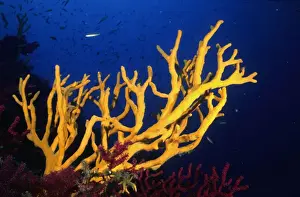 Marine Prints: Stagehorn Sponges Mediterrenaen