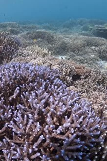 Images Dated 15th December 2006: Staghorn Coral