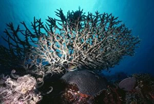 Images Dated 3rd September 2009: Staghorn Coral