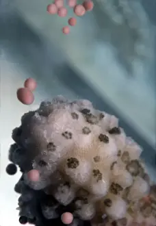 Staghorn Coral Spawning - Egg and sperm bundles leaving coral Heron Island, Queensland, Australia