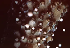 Staghorn Coral Spawning - Egg and sperm bundles leaving coral Heron Island, Queensland, Australia