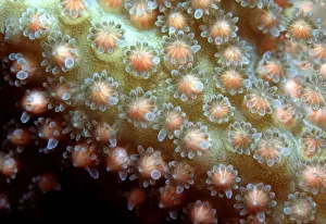 Sequence Prints: Staghorn Coral Spawning - Egg and sperm bundles about to be released Heron Island
