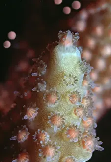 Staghorn Coral Spawning - Egg and sperm bundles about to be released Heron Island, Queensland, Australia