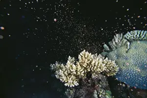 Spawning Prints: Staghorn Coral - spawning - this phenomenon happens only once a year and is over in minutes Great Barrier Reef