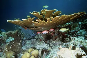Reef Prints: Staghorn / Elkhorn Coral