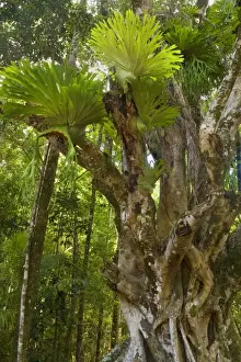 Figs Prints: Staghorn Fern - gorgous specimen of staghorn fern grow on an ancient Weeping fig tree - Fraser Island World Heritage