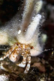 Images Dated 22nd August 2012: Staghorn Hermit Crab