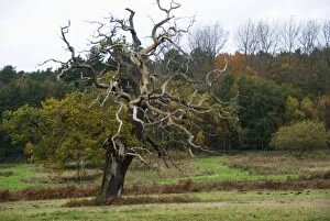 Images Dated 10th November 2012: Staghorn Oak