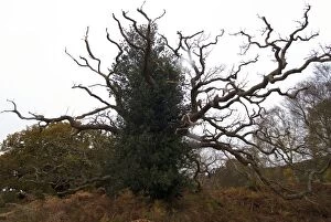 Images Dated 10th November 2012: Staghorn Oak - covered in Ivy