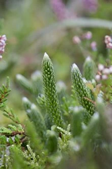 Images Dated 17th September 2012: Stag's Horn Clubmoss