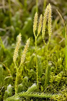 Fertile Prints: Stag's-horn Clubmoss Lycopodium clavatum with fertile cones bearing sporangia; autumn