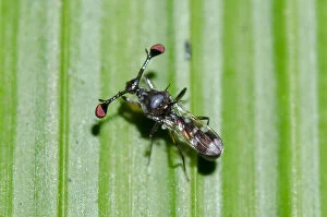 Banded Gallery: Stalk-eyed Fly on leaf - Klungkung, Bali, Indonesia     Date: 30-Jul-20