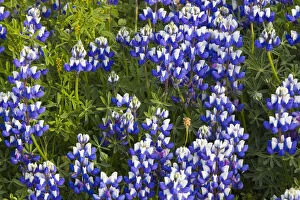Stand of lupine wildflowers at Big Sur