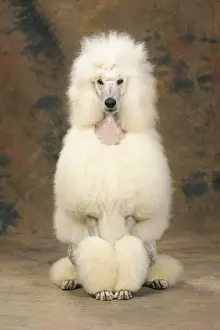 Standard Poodle Dog