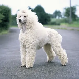 Furry Prints: Standard Poodle Dog JD 14504 Unclipped © John Daniels / ARDEA LONDON
