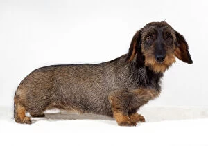 standard wire haired dachshund dog