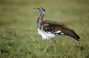Stanley's / Denham's Bustard Maasai Mara National Park, Kenya, Africa