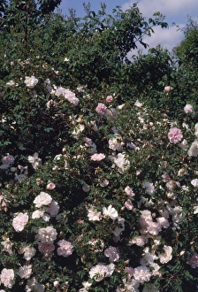Images Dated 12th April 2007: Stanwell Perpetual Rose